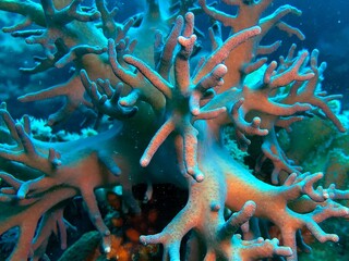 coral reef on the sea