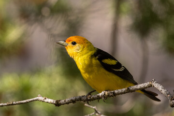 Western tanager