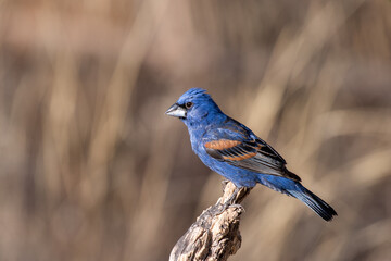 Blue grosbeak on perch
