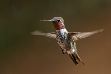 Fototapeta na wymiar Broad-tailed hummingbird