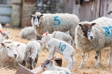 Obraz premium Mother ewe sheeps look on as their newborn lambs play and frolick in a lambing pen on a farm in Norfolk, UK