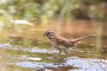 Song sparrow in creek