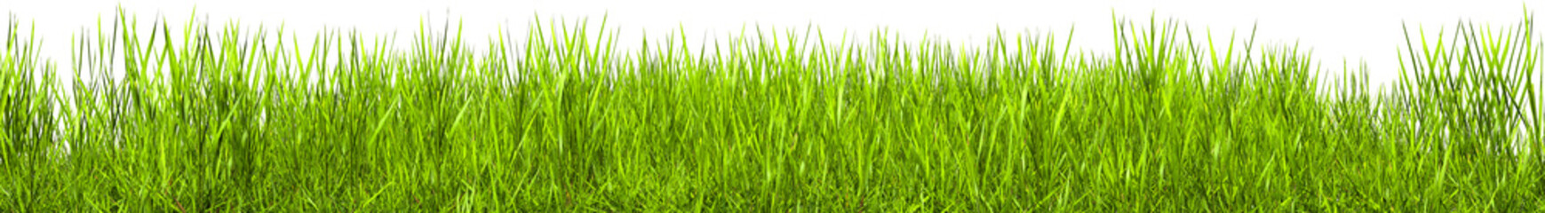 Green grass border. Horizon of the green lawn. Green field frame. Transparent background, PNG file
