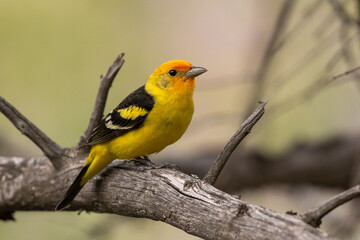 Fototapeta premium Western tanager