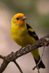 Western tanager