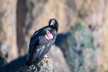 California condor on rock