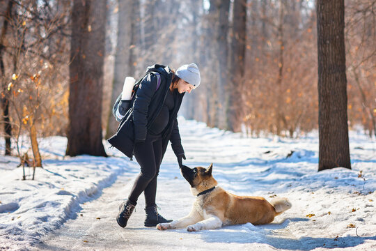A young pregnant woman stands and talks with her American Akita dog, enjoying the weather and sunlight on a winter day in a snowy park.