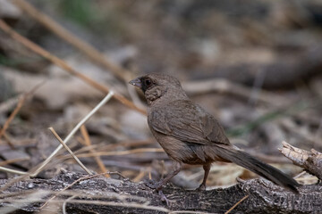 Alberts towhee