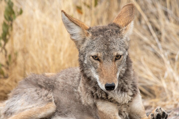 coyote closeup