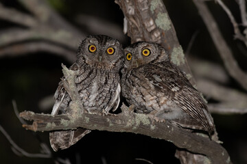 Whiskered screech owl pair