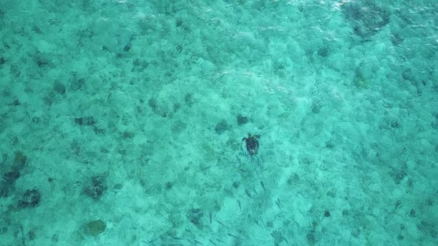 Aerial drone shot of sea turtle and fish swimming in clear blue waters over sand and reef in Western Australia