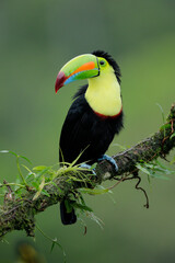 Keel-billed Toucan perching on branch