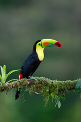 Keel-billed Toucan perching on branch
