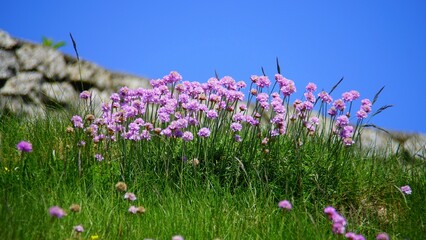 Flowers in the Field