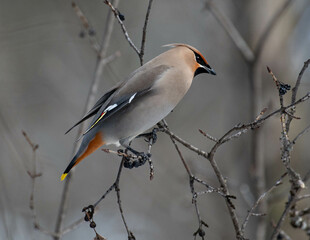 Bohemian Waxwings 