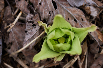 春を告げるフキノトウ