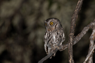 Whiskered screech owl