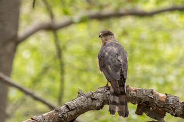 Coopers hawk