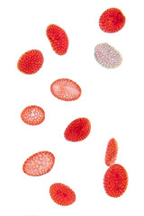 Lily pollen, whole mount, 80X light micrograph. Red stained pollen grains, a fine, coarse powdery...