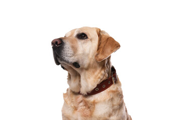 Cute Labrador Retriever in dog collar on white background