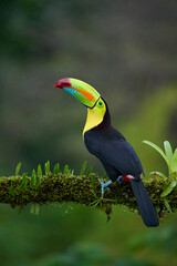 Keel-billed Toucan perching on branch