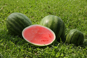 Delicious ripe watermelons on green grass outdoors