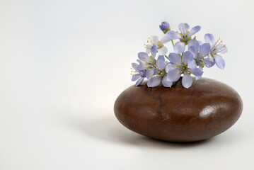 Zen stone and lignum vitae flowers isolated on white background.