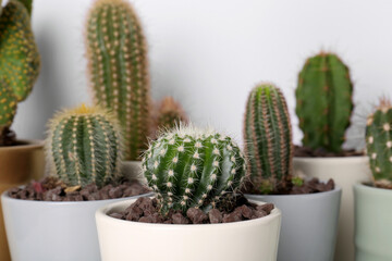 Different cacti in pots on white background
