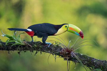 Keel-billed Toucan perching on branch