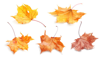 Collage with fallen autumn leaves on white background