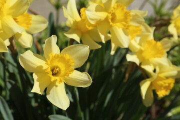 Beautiful yellow daffodils growing outdoors on spring day, closeup