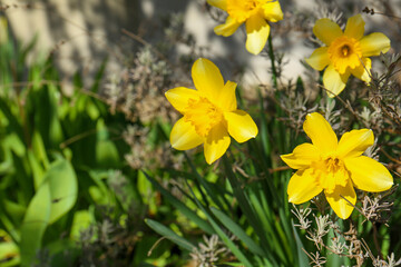 Obraz premium Beautiful yellow daffodils growing outdoors on spring day