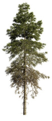 tall fir tree, isolated on transparent background 


