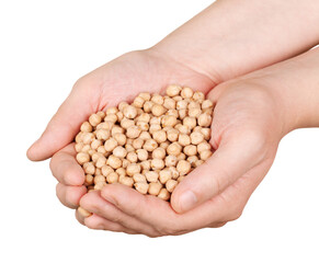 Human hand holding soybean, with field  in background