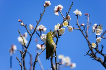 満開の白梅の蜜を懸命に吸うメジロ