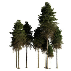 tall fir tree grove, isolated on transparent background 