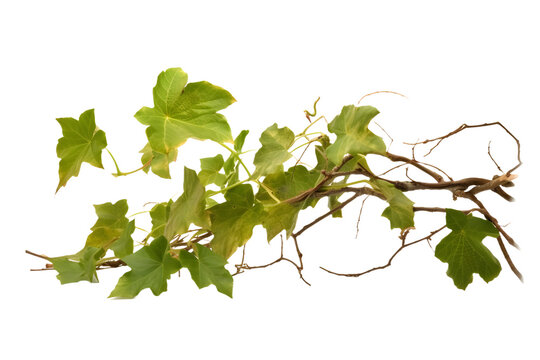 branch of a tree with vine on transparent background