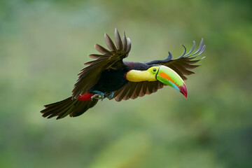 Keel-billed Toucan flying