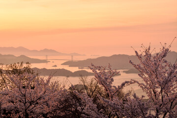 Fototapeta na wymiar japan 瀬戸内の桜