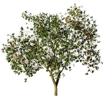 apple tree, beautiful Malus domestica isolated on transparent background