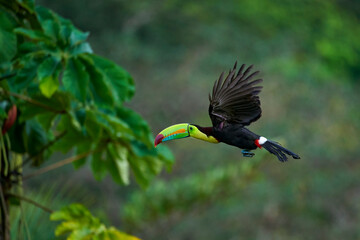 Keel-billed Toucan flying