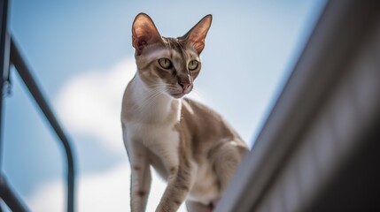 Adventurous Oriental Shorthair Climbing