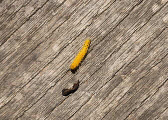 Cladius grandis. Tenthredinidae is the largest family of sawflies. Sawflies are the insects of the suborder Symphyta within the order Hymenoptera.