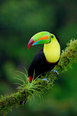 Keel-billed Toucan perching on branch