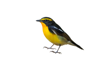 Beautiful narcissus flycatcher bird isolated on transparent background png file