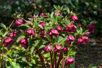 Red hellebore flowers blooming in early spring garden. - obrazy, fototapety, plakaty
