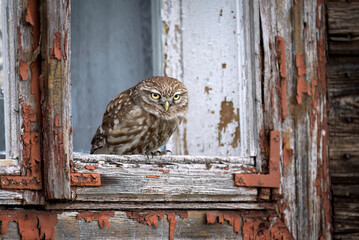 Little owl ( Athene noctua ) close up