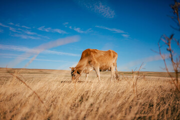 A brown cow is gazing in the Georgian steppe Udabno. Wide land and blue sky. endless fields. Warm...