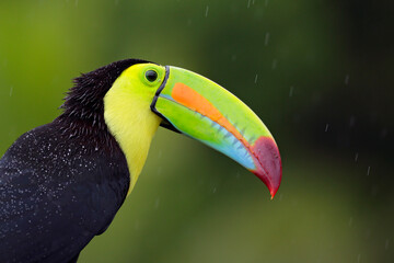 Keel-billed Toucan portrait