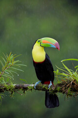 Keel-billed Toucan perching on a branch